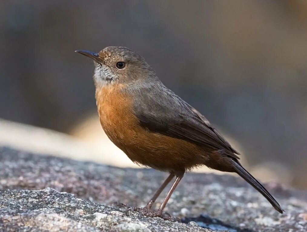 Птичка с коричневой грудкой фото Rockwarbler - The Australian Museum