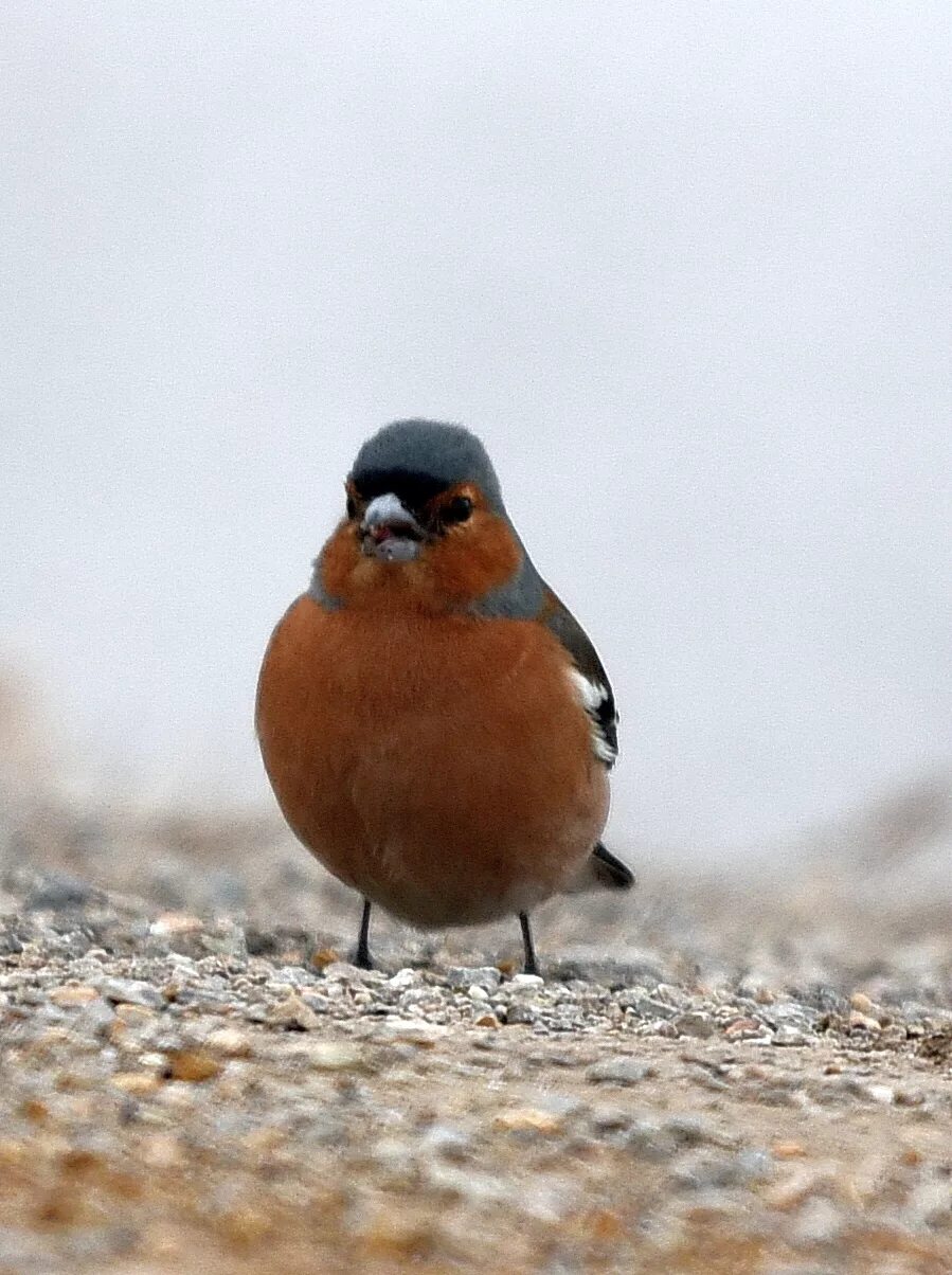 Птичка с коричневой грудкой фото Common Chaffinch (Fringilla coelebs). Birds of Siberia.