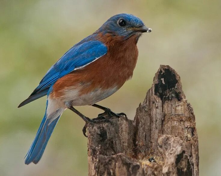 Птичка с синей грудкой фото What Is In My Bluebird House?? Blue bird, Pictures to paint, Bird