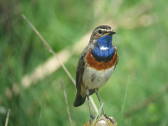 Птичка с синей грудкой название фото Файл:Bluethroat by Daniel Bastaja.jpeg - Википедия