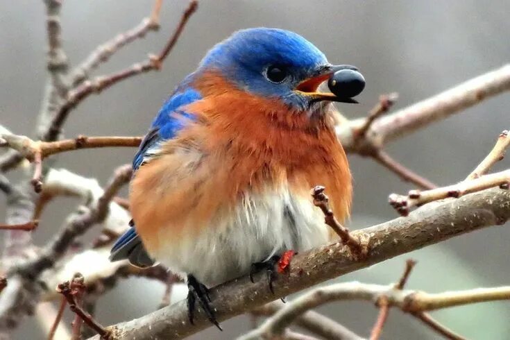 Птичка с синей грудкой название фото Learn What Bluebirds Eat to Attract Them to Your Yard Birds, Blue bird, Backyard