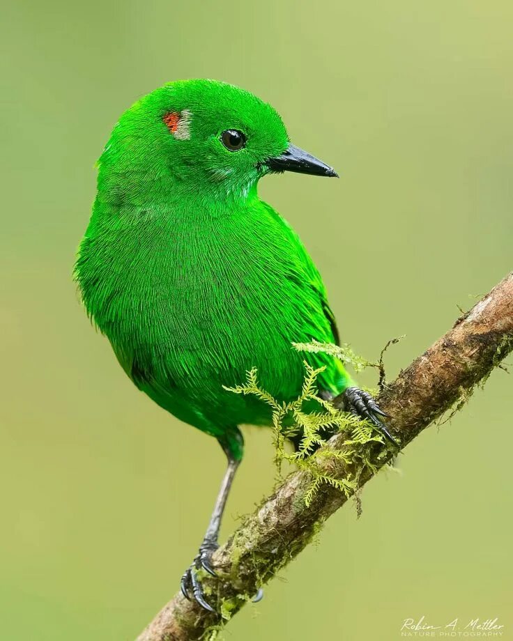 Птичка с зеленой грудкой фото Glistening-green Tanager 'Chlorochrysa phoenicotis' Beautiful birds, Colorful bi