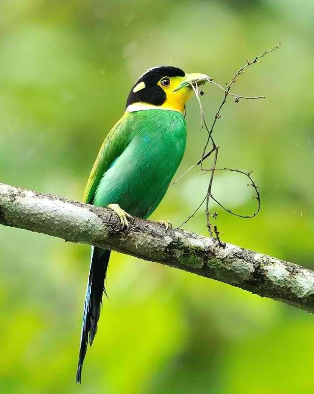 Птичка с зеленой грудкой фото Long-tailed Broadbill World birds, Pet birds, Pretty birds