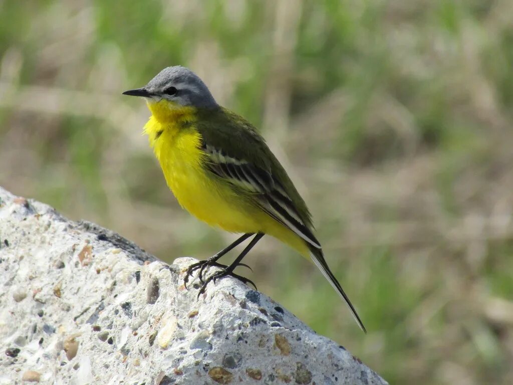 Птичка с желтой грудкой фото Yellow Wagtail (Motacilla flava). Birds of Siberia.