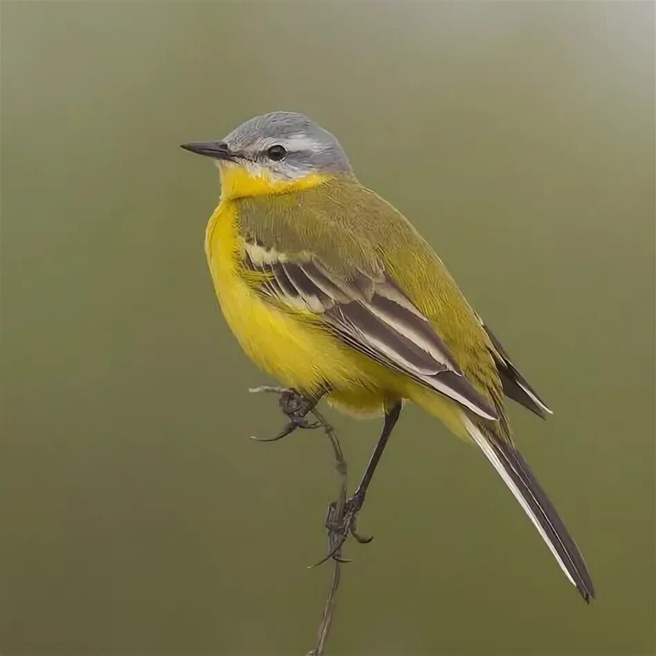 Птичка с желтой грудкой фото 10 parasta inspistä Pinterestissä: yellow wagtail