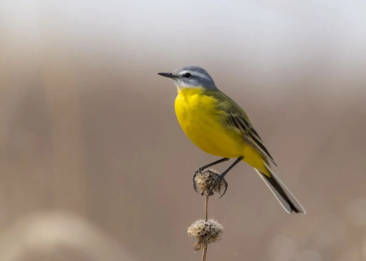 Птичка с желтой грудкой фото Yellow Wagtail (Motacilla flava). Birds of Siberia.