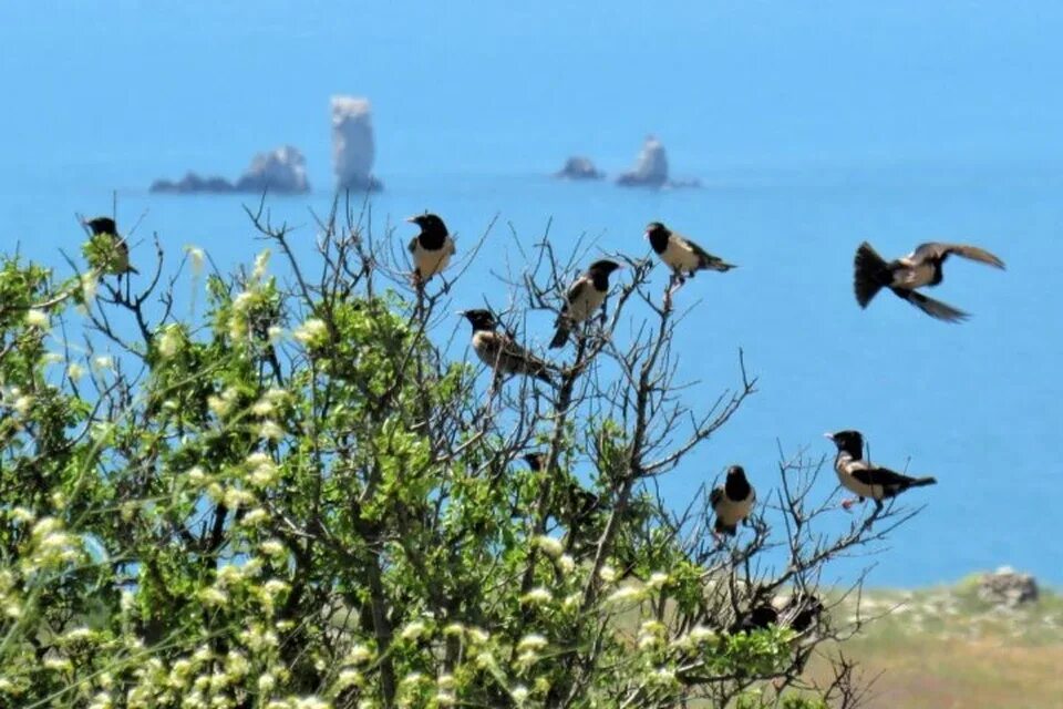 Птички крыма фото Возвращение экзотических кочевников: в крымские заповедники прилетели розовые ск