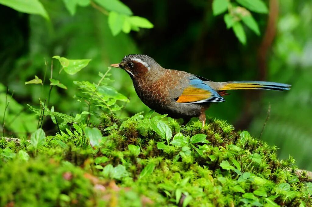 Птички лесные фото Sushyue Liao birds Экзотические птицы, Фотоискусство, Тропики