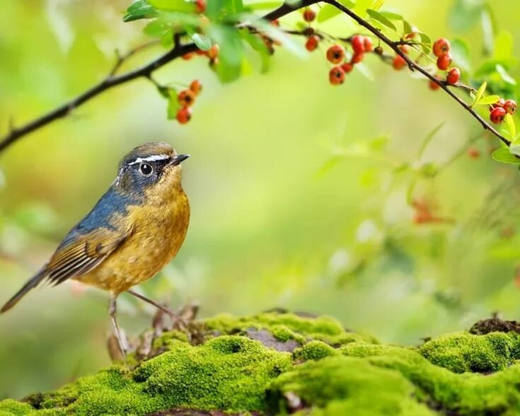 Птички лесные фото Épinglé par Simone Starinsky sur Oiseaux Oiseaux