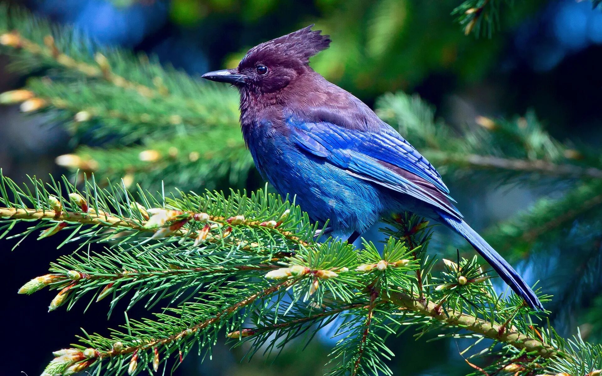 Птички лесные фото Wallpaper : leaves, birds, nature, branch, wildlife, beak, Jay, tree, fauna, 192