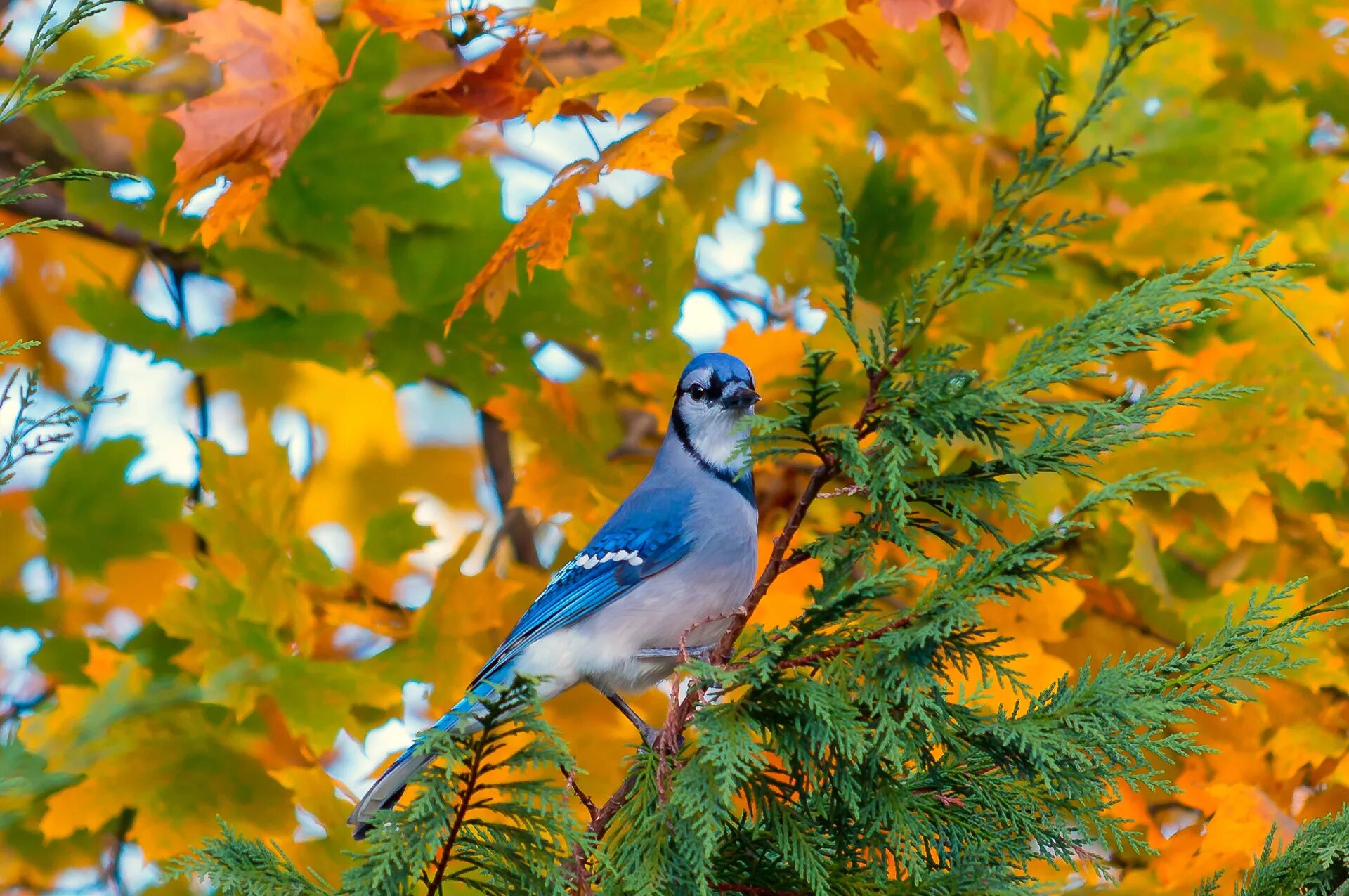 Птички лесные фото Wallpaper : Jay, bird, branch, foliage, autumn 1920x1275 - wallup - 1004202 - HD