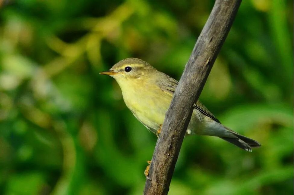 Птички нижегородской области фото Пеночка-весничка (Phylloscopus trochilus). Птицы Сибири.