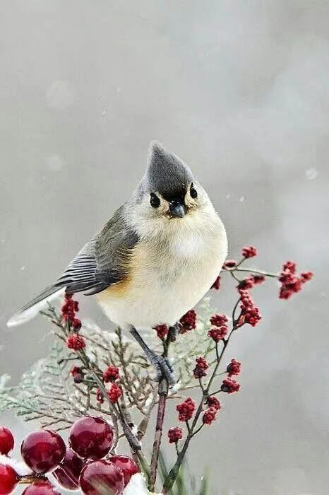 Птички россии фото Pin de Ana Cl em Aves Pássaros bonitos, Aves belas e Passaros exoticos