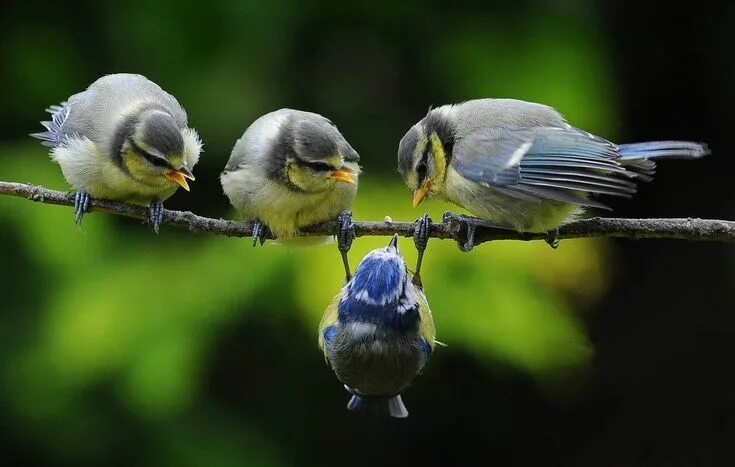 Птички россии фото Pin on ПТИЦЫ. Cute birds, Beautiful birds, Cute animals