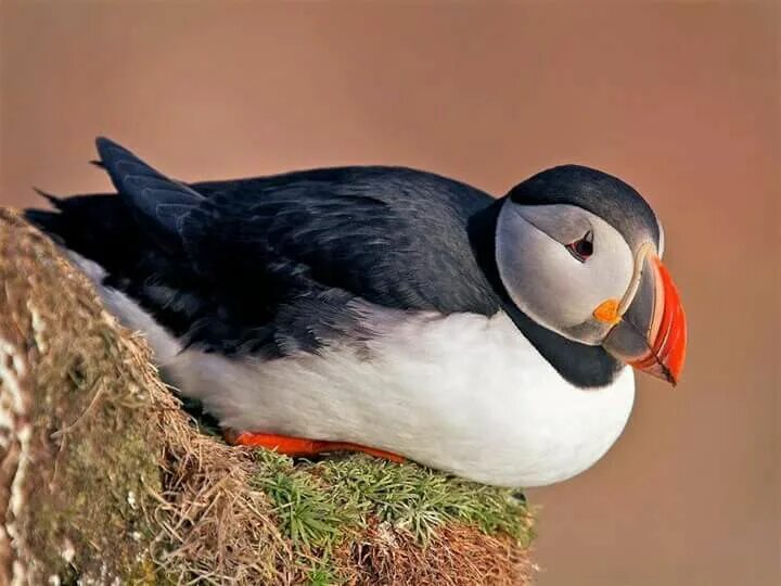 Птички с маленьким клювом фото Pin on Animales. Most beautiful birds, Puffins bird, Beautiful birds