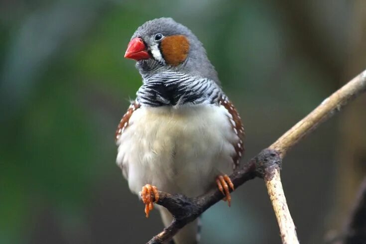 Птички с маленьким клювом фото Pin by Simone Starinsky on Oiseaux Finches bird, Bird breeds, Zebra finch