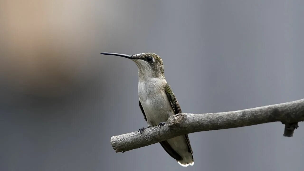 Птички с маленьким клювом фото Wallpaper bird, hummingbird, twig, stick hd, picture, image