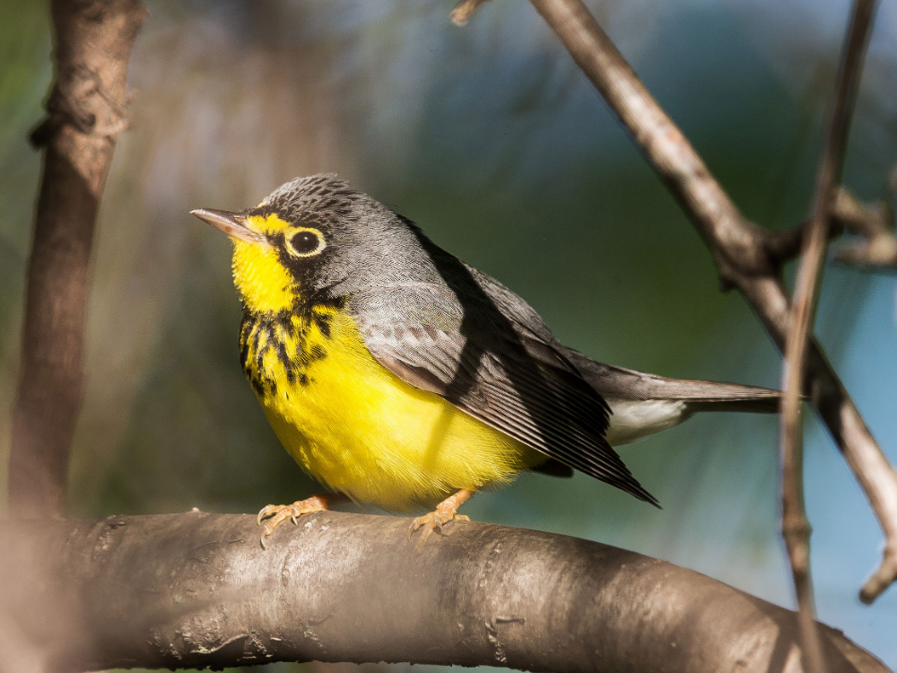 Птички с желтыми клювами фото Canada Warbler Natural ecosystem, Bird species, Beautiful birds