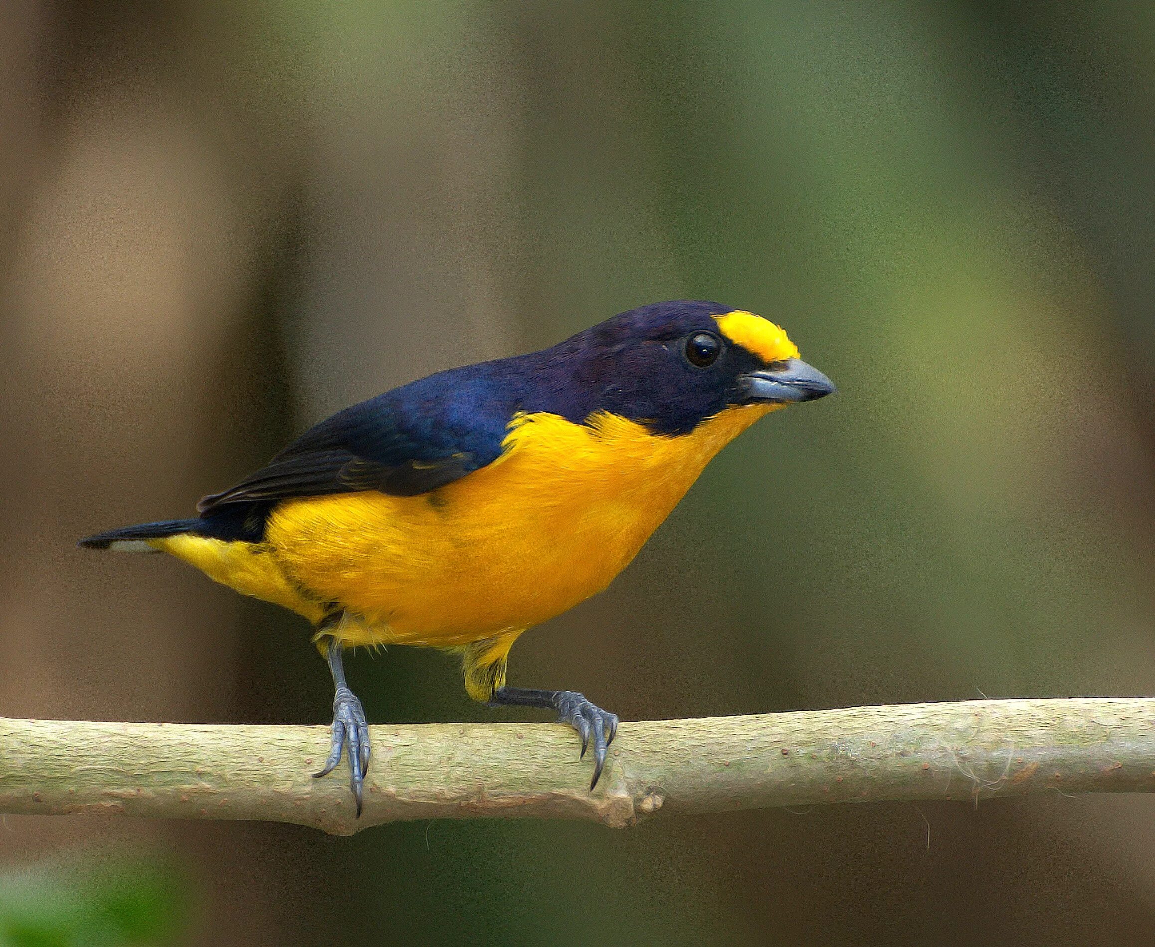 Птички с желтыми клювами фото Файл:GATURAMO-VERDADEIRO macho( Euphonia violacea ).jpg - Википедия