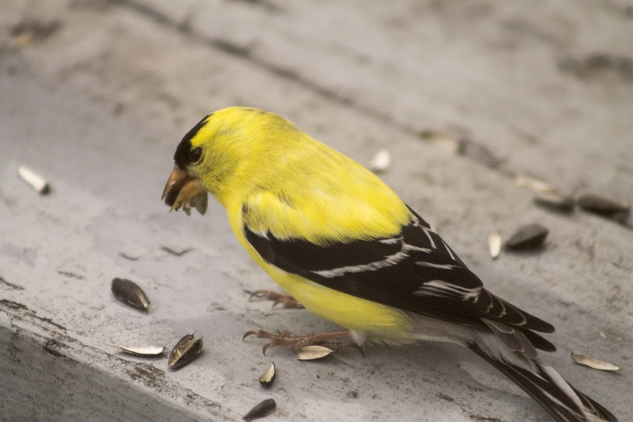 Птички с желтыми клювами фото Goldfinch Bird Yellow free image download