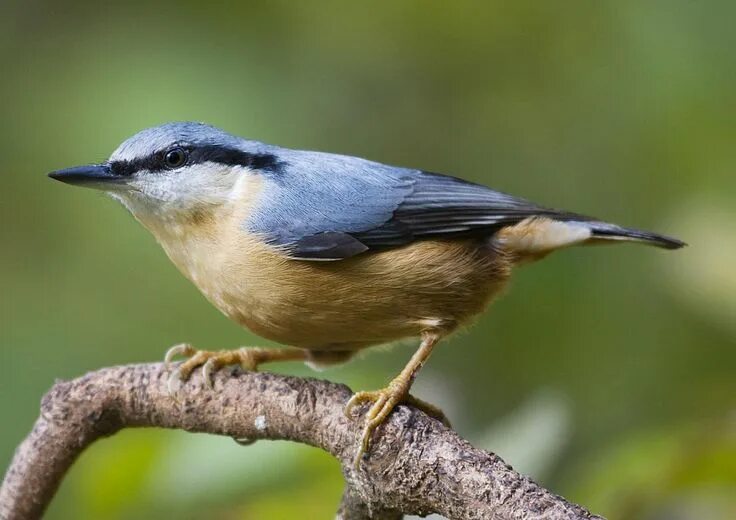 Птички средней полосы фото #nuthatch One of my favourite birds! Passaro