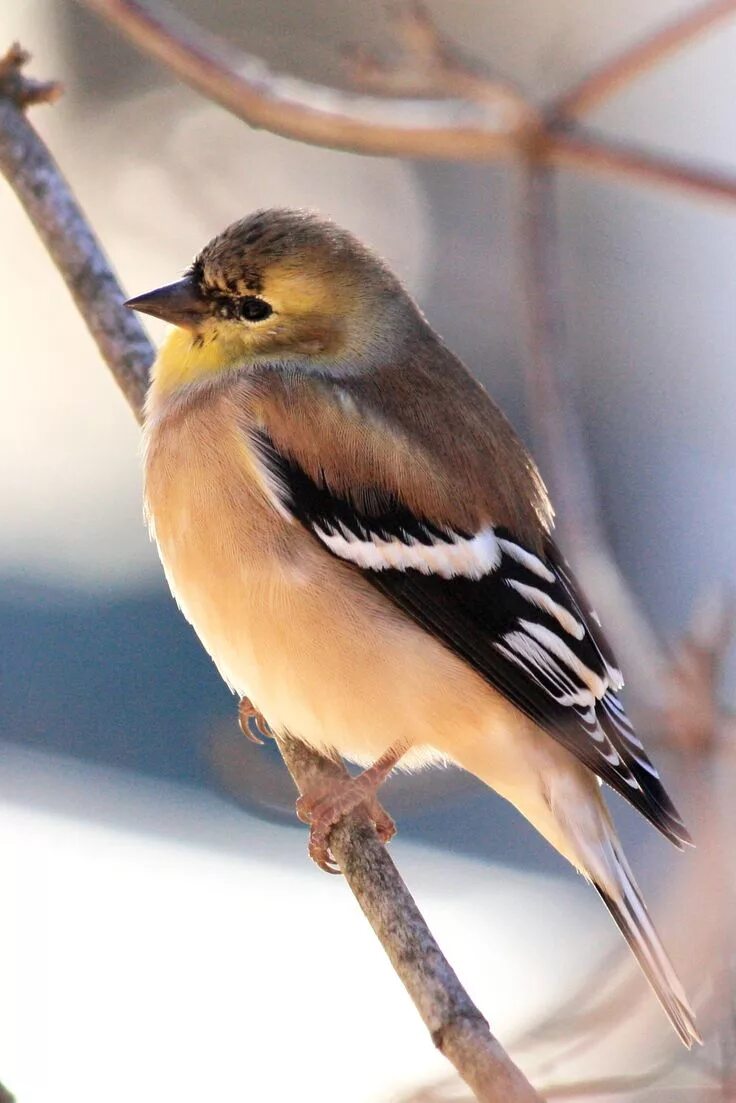 Птички средней полосы фото goldfinch--The goldfinch is a very colourful member of the finch family. It has 