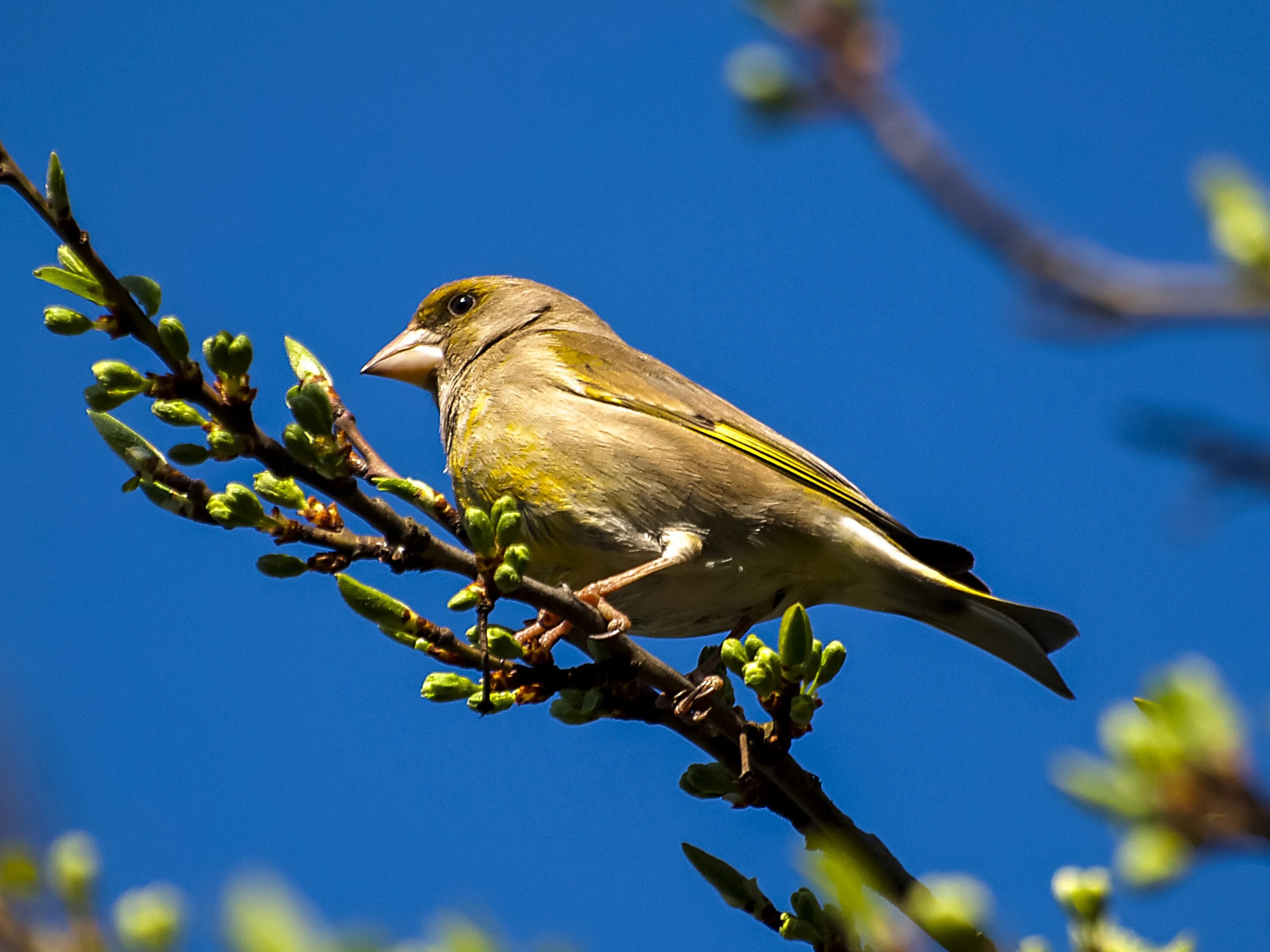 Птички средней полосы фото Greenfinch Fink Bird blue sky free image download