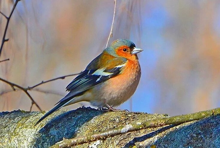 Птички средней полосы фото с названиями Beautiful birds, Birds, Little birds