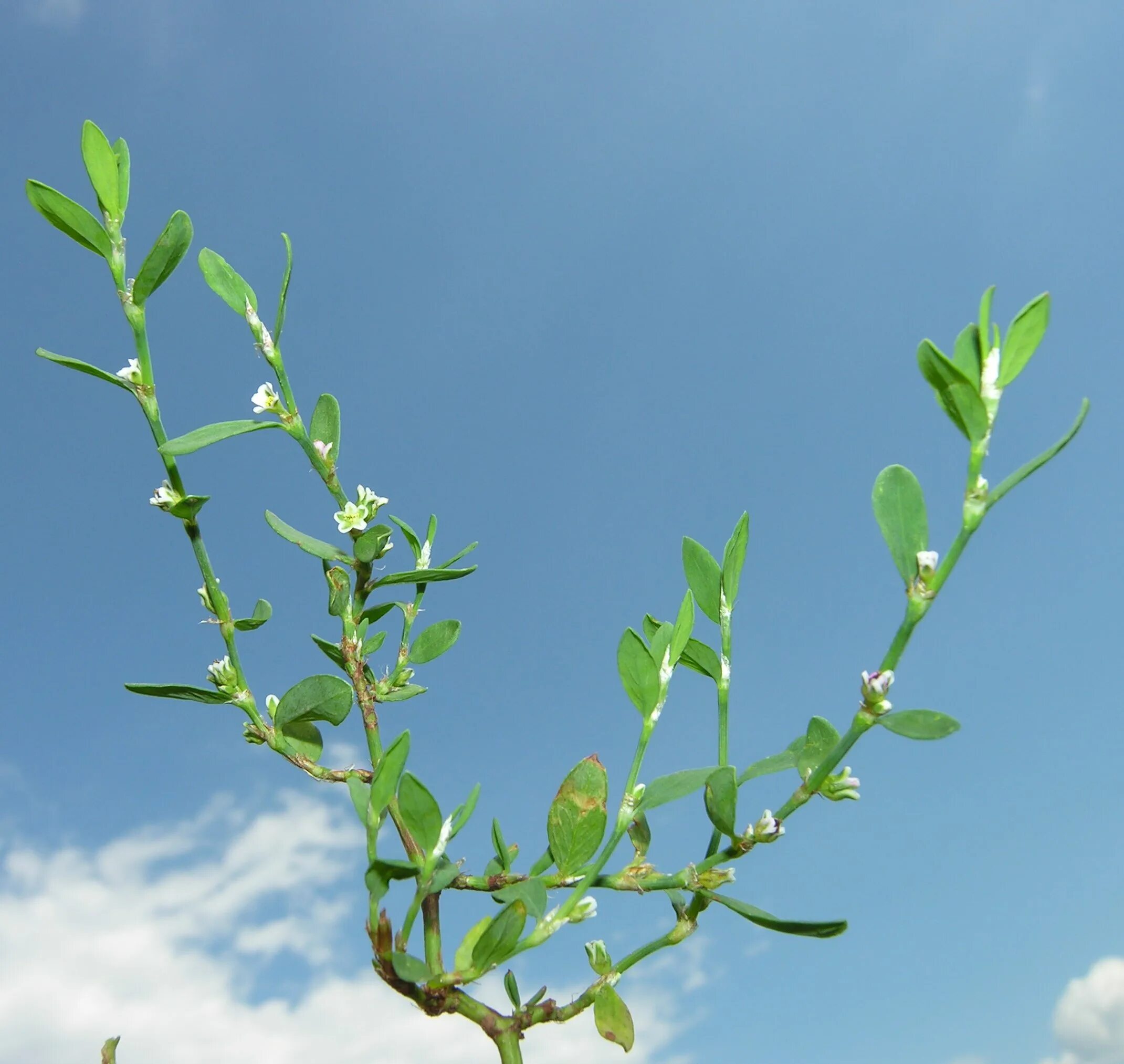 Птичья гречишка фото окружающий 2 класс Polygonum aviculare L. subsp. aviculare - Sistema informativo sulla flora del pa