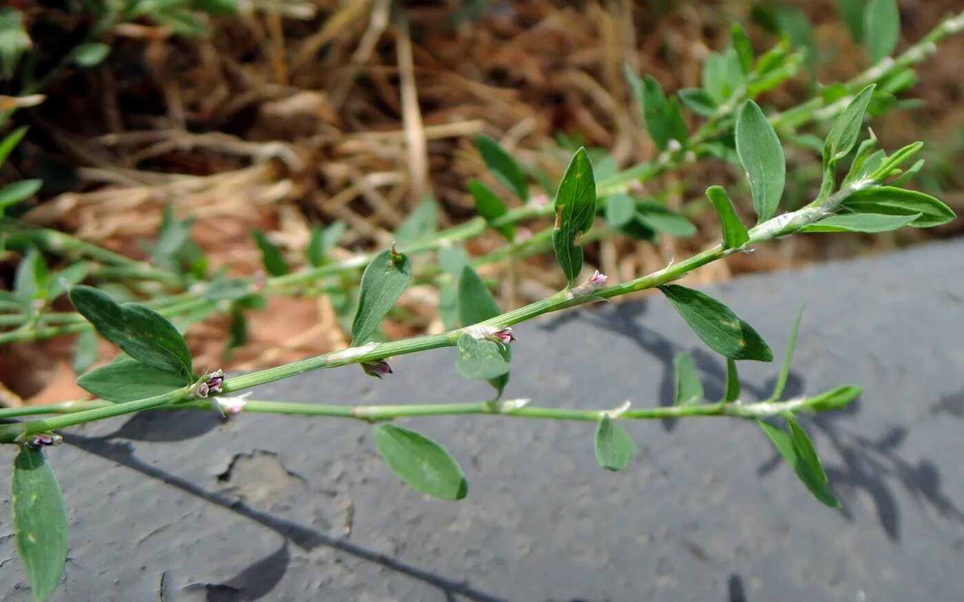 Птичья гречишка фото окружающий 2 класс Polygonum aviculare - Image of an specimen - Plantarium