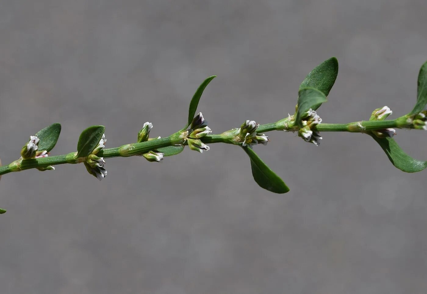 Птичья гречишка фото окружающий мир Polygonum aviculare - Image of an specimen - Plantarium