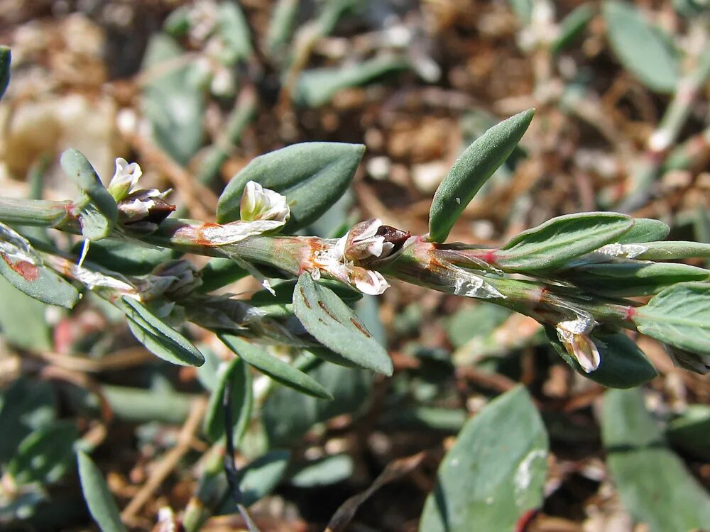 Птичья гречишка фото окружающий мир 2 Polygonum maritimum - Image of an specimen - Plantarium