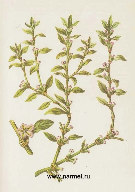 Polygonum aviculare - Image of an specimen - Plantarium