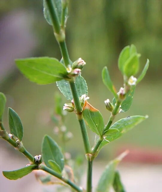 Птичья гречишка фото окружающий мир 2 Polygonum aviculare - Изображение особи - Плантариум