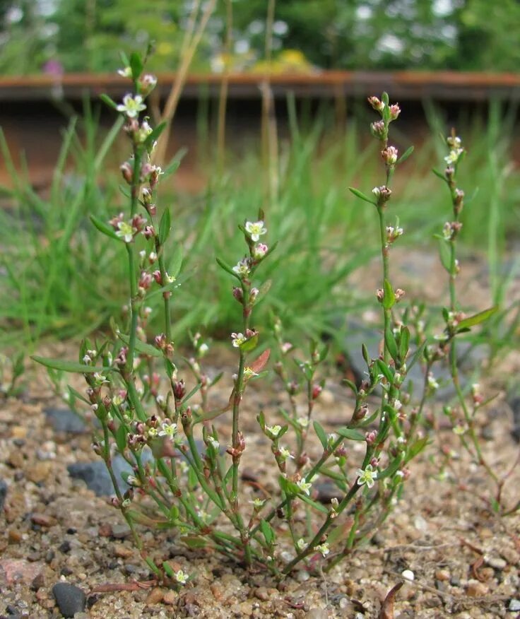 Птичья трава фото Изображение растения Polygonum aviculare. Растения, Вид