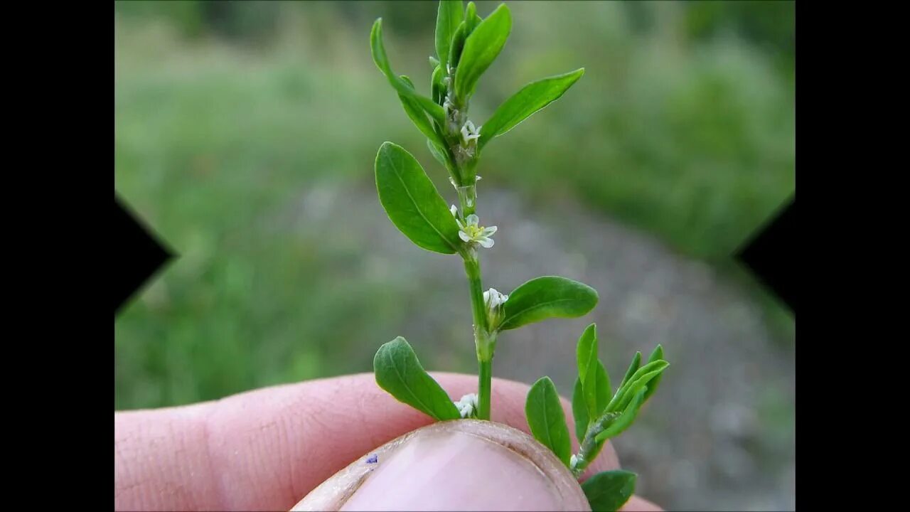 Птичья трава фото Горец птичий (спорыш)Лечебные свойства..Противопоказания..Применение..Отзывы вра