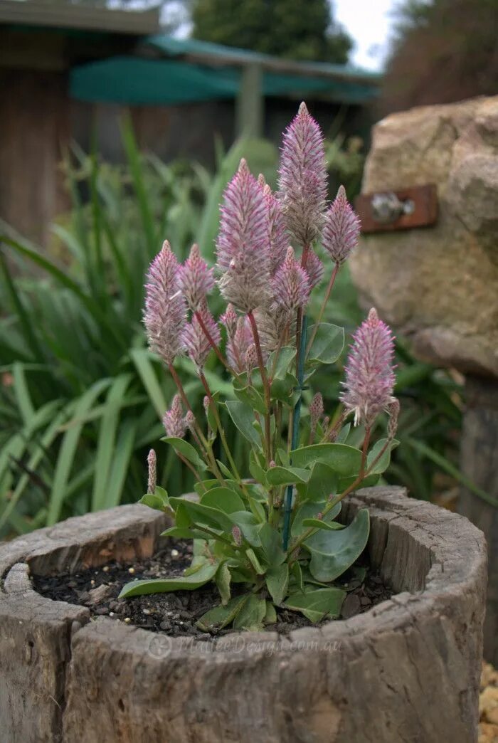 Птилотус джой посадка и уход фото Ptilotus 'Joey' Flowers Garden design, Australian garden design, Garden