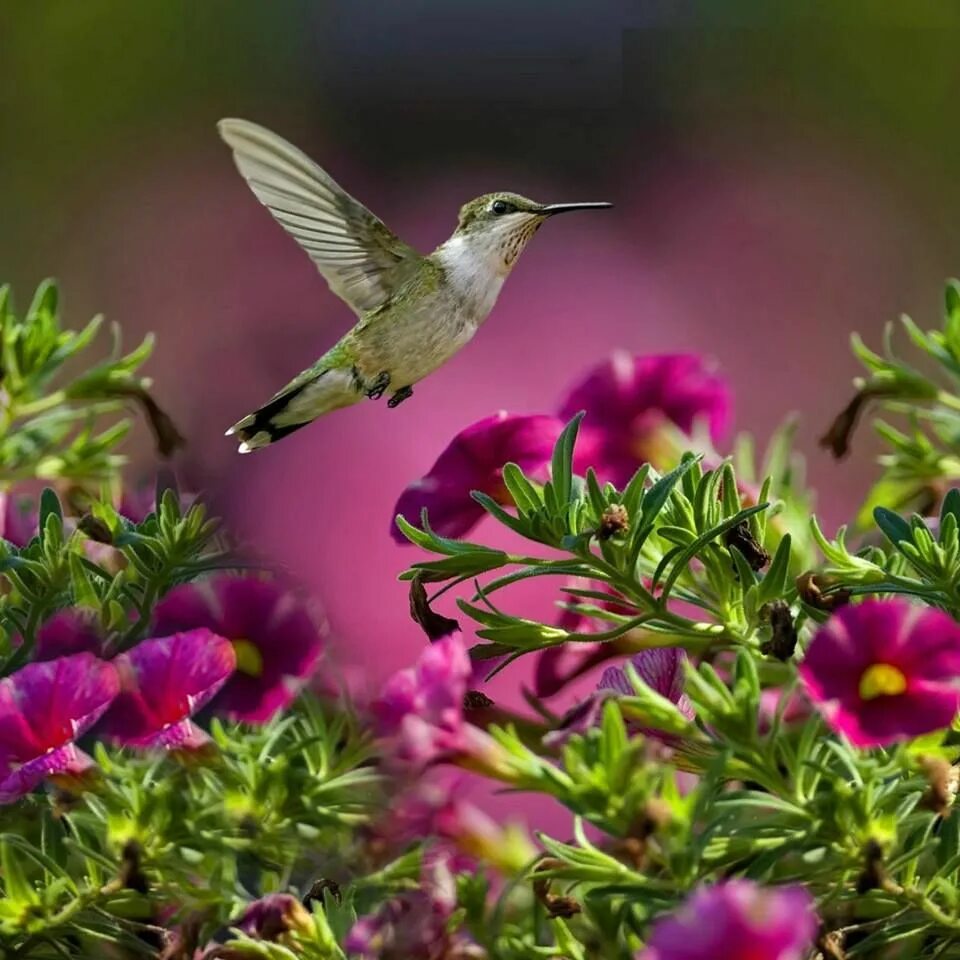 Птиц фото растения Stretching...... Birds, Animals, Bird