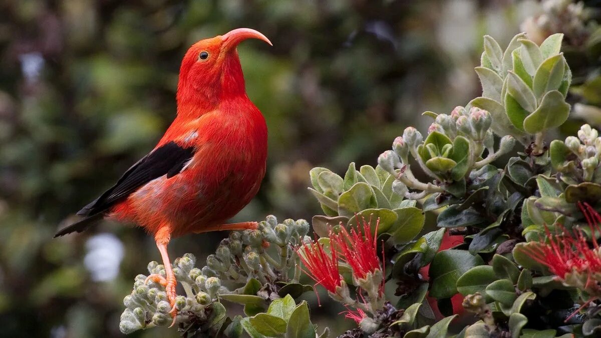 Птиц фото растения Plants for the Endangered Birds of Hawai'i Audubon