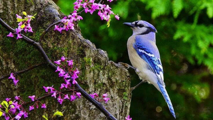 Птиц фото растения li � vre d'am � rique Blue jay, Bird, Blue jay bird