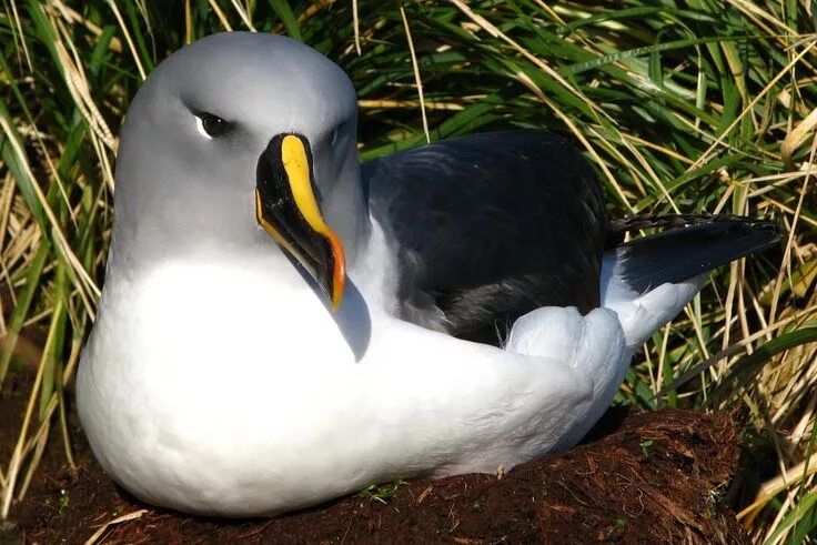 Птица альбатрос фото и описание Grey Headed Albatross Albatross, Sea birds, Animals beautiful