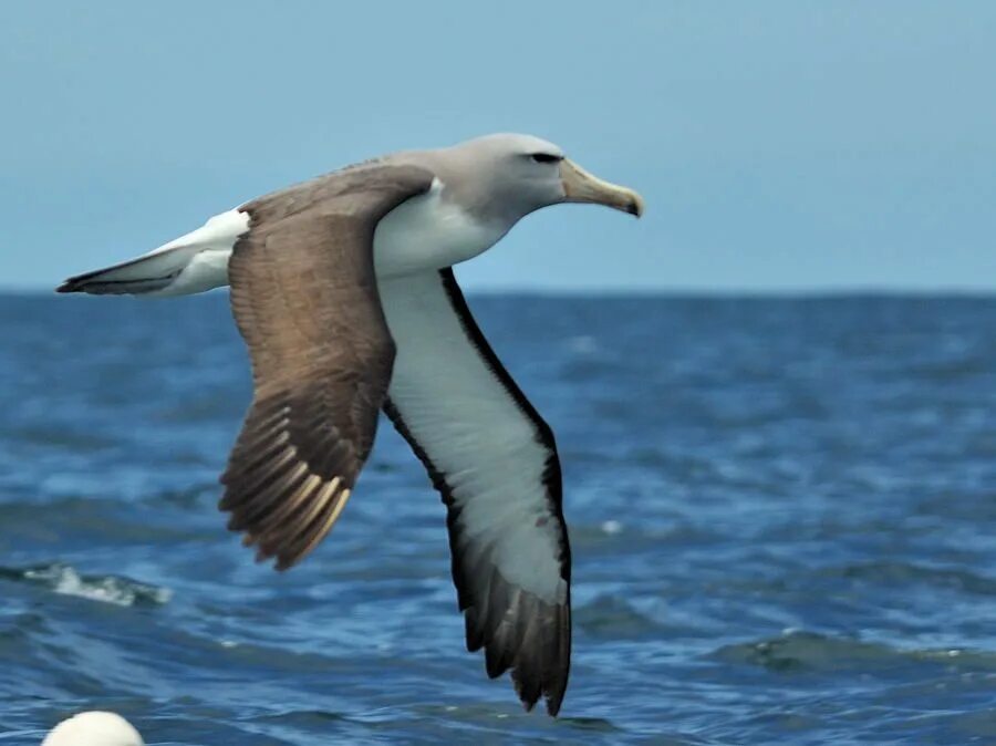 Птица альбатрос фото и описание Albatross Bird Flying Летающая птица, Зоология, Птицы