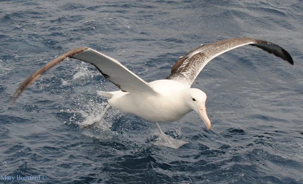 Птица альбатрос фото и описание Southern Royal Albatross DSC_0706 Southern Royal Albatross. Flickr