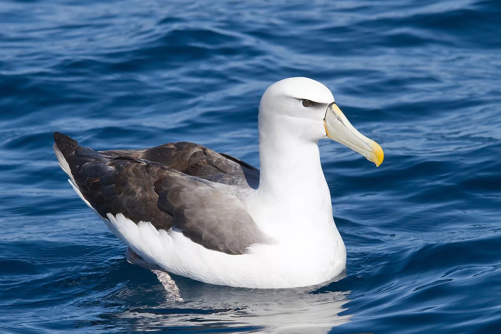 Птица альбатрос фото и описание File:Thalassarche cauta - SE Tasmania.jpg - Wikipedia