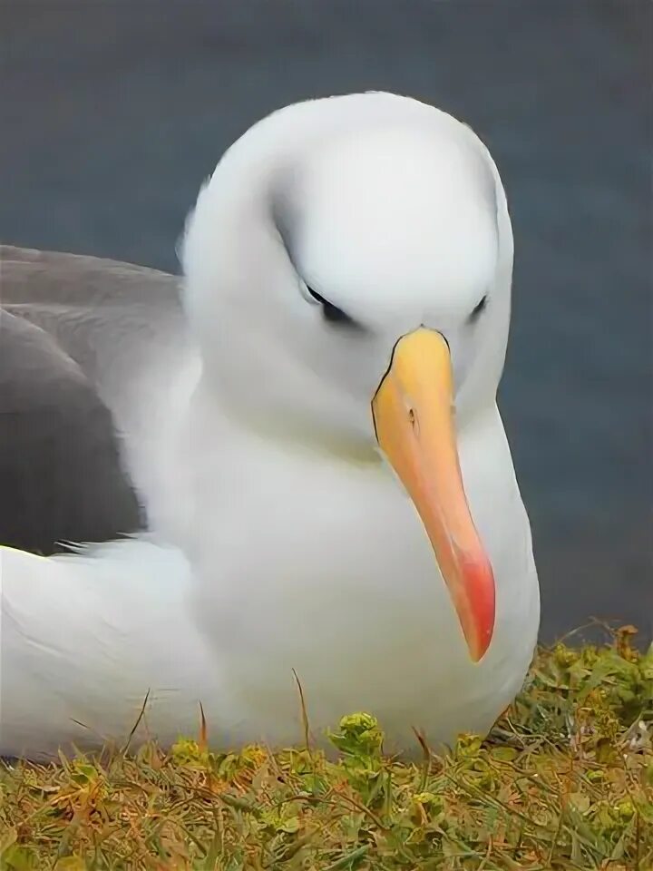 Птица альбатрос фото и описание Albatross, Bird, Bill Bird, Animals, Animal canvas