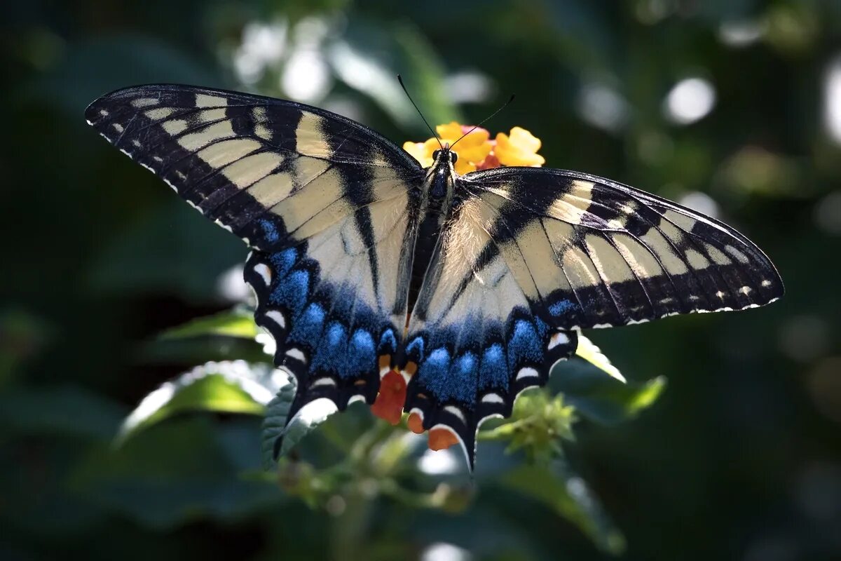 Колибри мира насекомых Polilla halcón, Polilla, Colibri