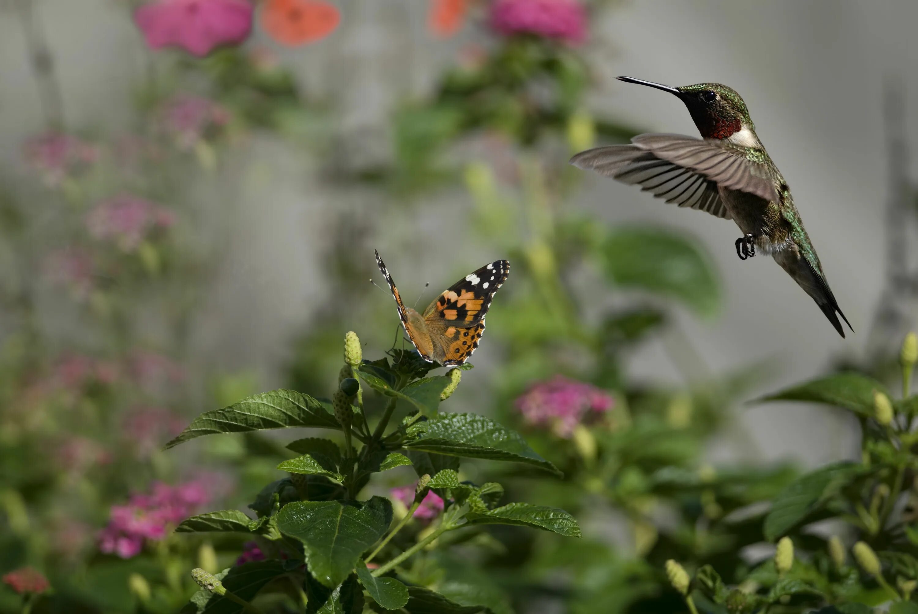 Птица бабочка фото Flowers butterflies birds hummingbirds insects sun bokeh j wallpaper 3872x2592 1