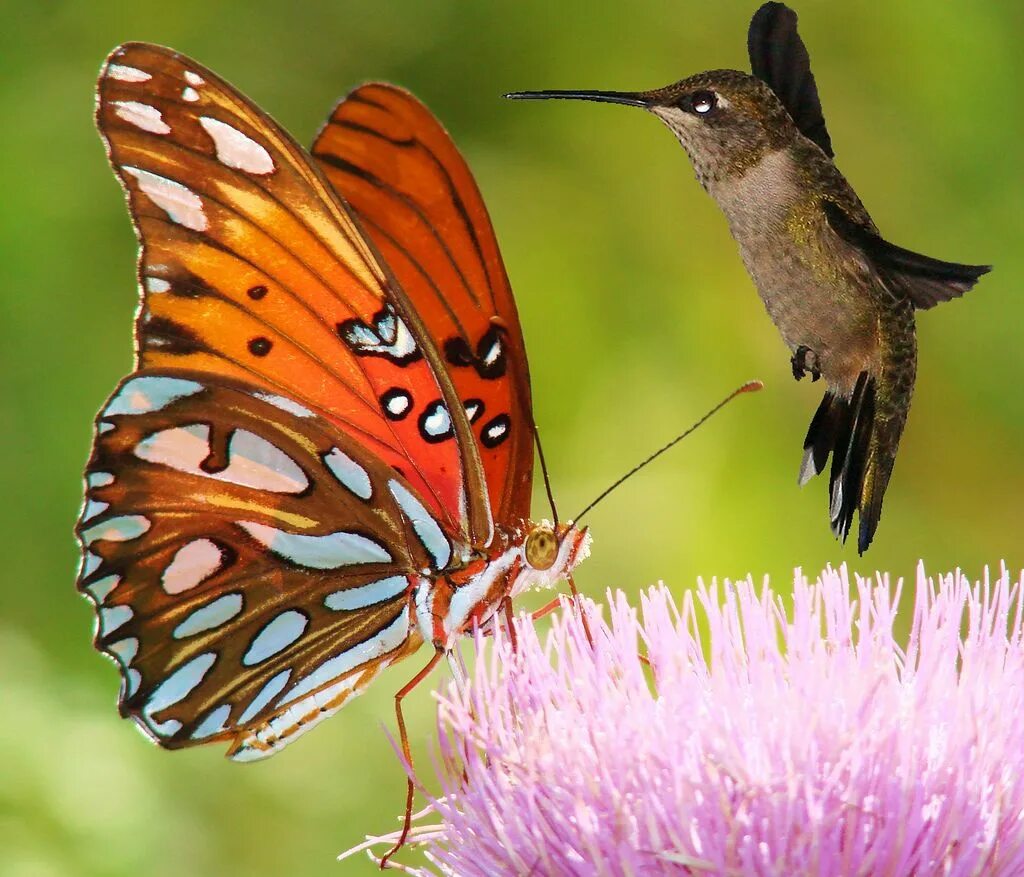 Птица бабочка фото #butterflies and #hummingbirds Hummingbird, Butterfly, Attract butterflies