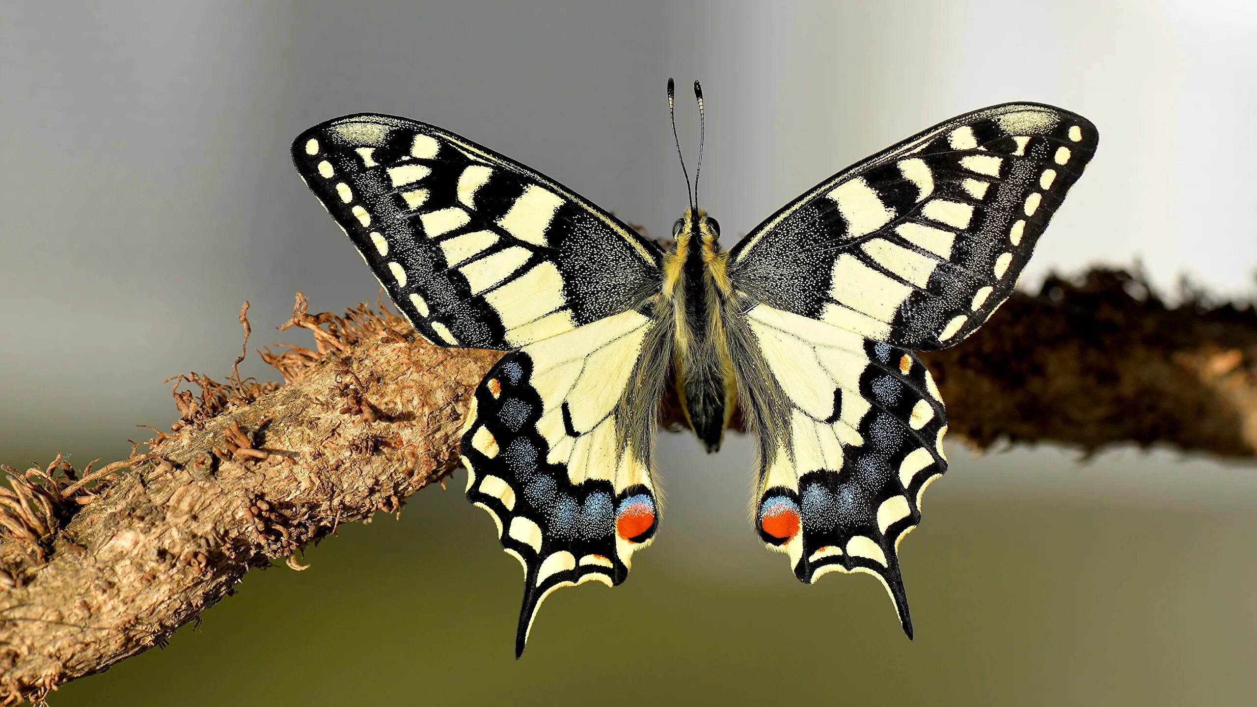 Птица бабочка фото Фотографии Бабочки насекомое machaon вблизи животное 2560x1440