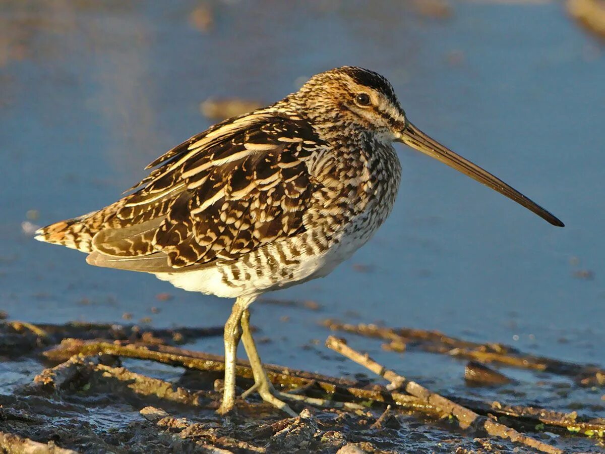 Птица бекас фото где обитает African Snipe (Gallinago nigripennis) by Derek_Keats Waterfowl art, Beautiful bi